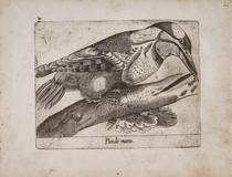 Pito real (Pico de marso)