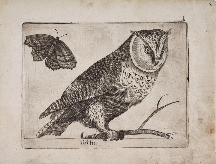 Autillo (Ilchiu) [Eurasian scops owl (Ilchiu)]