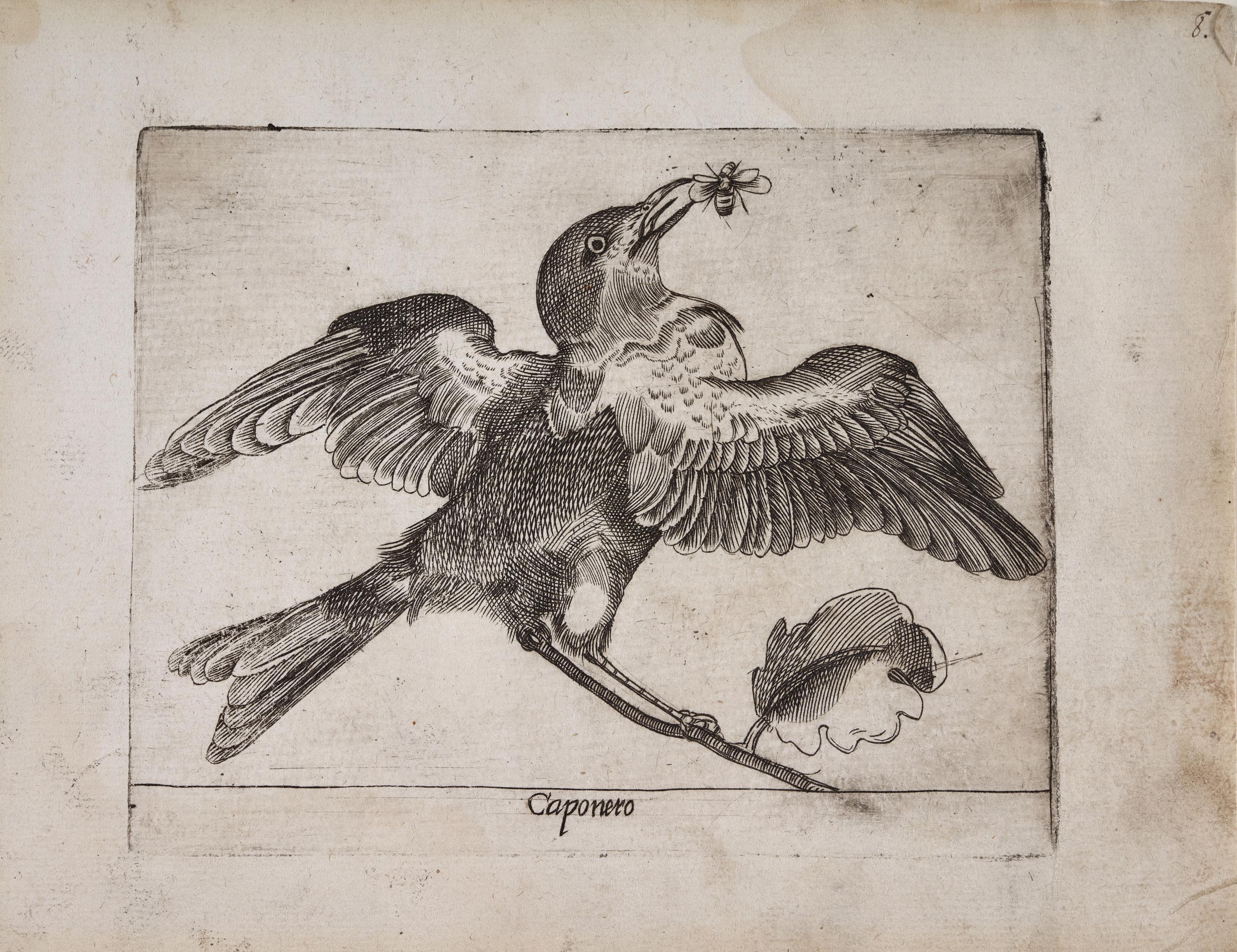 Curruca capirotada (Caponero)