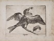 Curruca capirotada (Caponero)