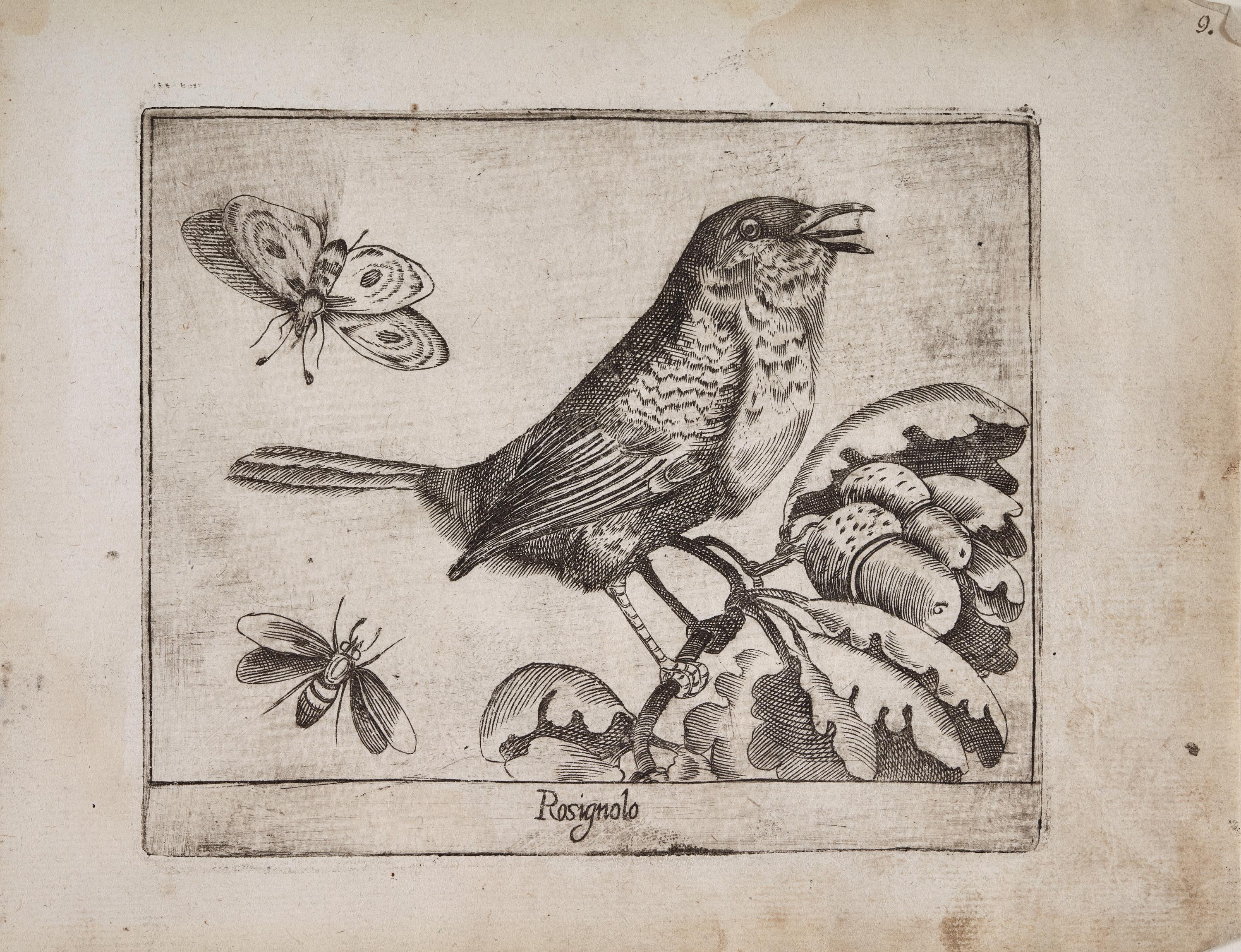 Ruiseñor (Rosignolo)