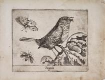 Ruiseñor (Rosignolo)