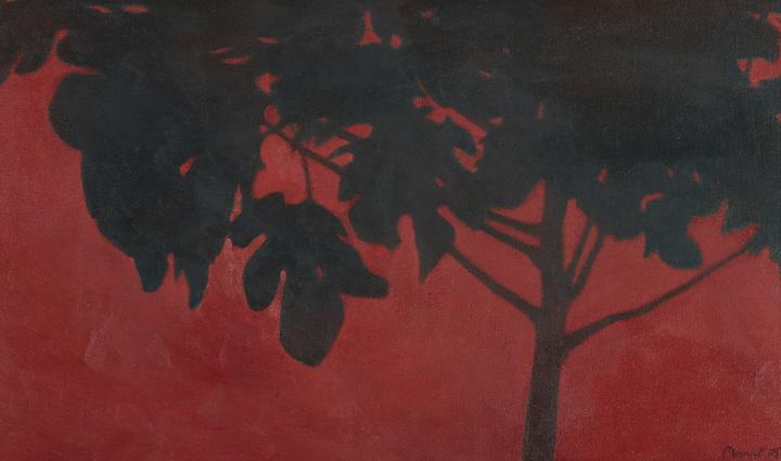 Higuera [Fig Tree]